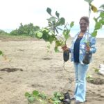 Plantan uvas de playa en Las Salinas en Bani