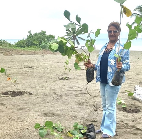 Plantan uvas de playa en Las Salinas en Bani