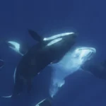 Imágenes revelan cómo un grupo de orcas caza al pez más grande del mundo