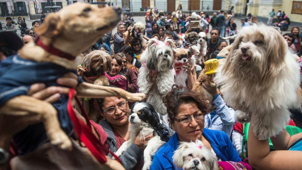 Proponen en Perú ley de licencia laboral por muerte de mascotas