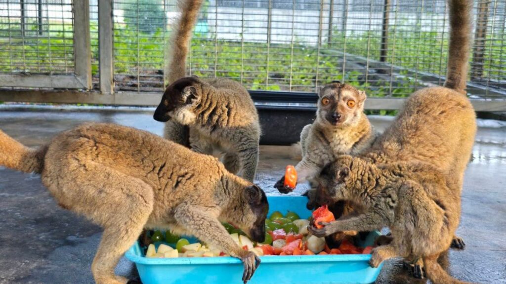 Repatrian a Madagascar a casi 1.000 animales en peligro de extinción en un hito contra el tráfico de especies