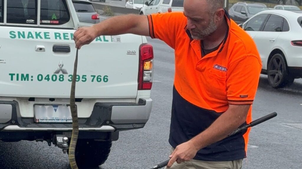 Mujer australiana encontró una mortal serpiente tigre a sus pies mientras conducía a 80 kilómetros por hora